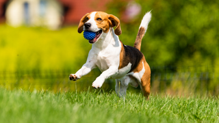 Dog Joint Pain: Signs to Look Out For & Ways to Support Your Dog