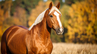 How to Prepare Your Horse for Autumn: A Seasonal Care Guide