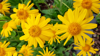 The Power of Arnica in Skincare