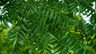 Neem Oil 101: The Ancient Ingredient Behind Modern Itch Relief