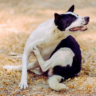 How to Spot & Treat Skin Allergies Naturally in Dogs