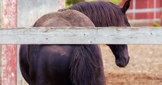 Why Is My Horse Itchy Autumn and Winter? Causes, Care & How to Soothe Irritated Skin