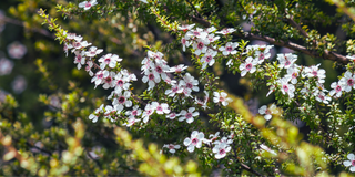 What's so special about Manuka Essential Oil?