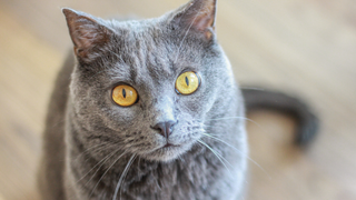 How To Treat Pet Acne Naturally