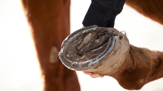 Why Does Hoof Hygiene Matters for Horses?
