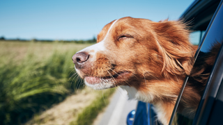 The Ultimate Summer Dog Care Guide: Keeping Your Dog Healthy, Cool & Comfortable