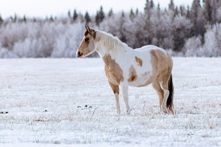 Winter Horse Skin and Coat Care: Keep Your Horse Healthy This Season