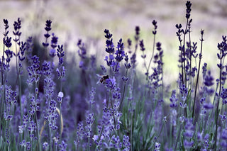 The Soothing Power of Lavender for Sensitive Skin