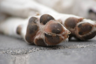 Protecting Your Dog’s Paws in Winter