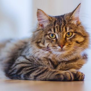 Cat Skin & Coat Care