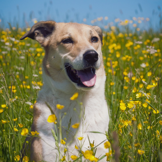 Dog Skin & Coat Care