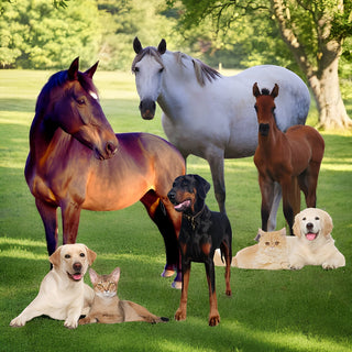 Skin Care for Animals