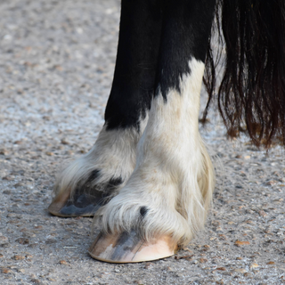 Hoof Products