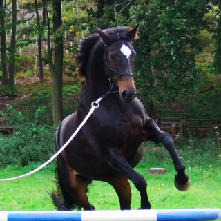 Aches & Pains Products