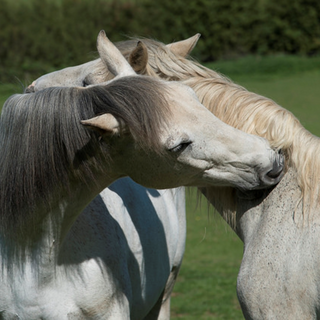 Itchy Horse Products