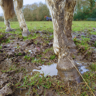 Muddy Horse Products