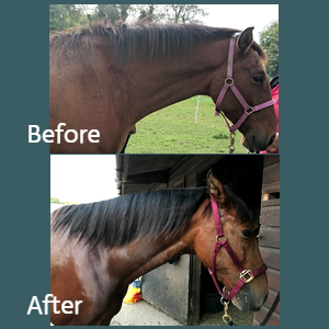 Itchy Horse Cream PLUS 250ml