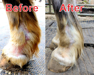 Muddy Horse Winter Survival Pack 20% Discount